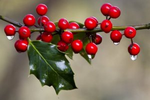 Holly Berries Ice melting
